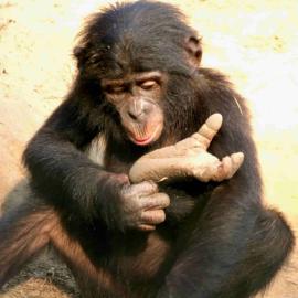 What We Can Learn about Biophilia from Bonobos